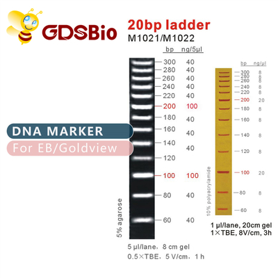 DNA-Marker-Leiter-Gel-Elektrophorese der hoher Reinheitsgrad-Reagens-20bp