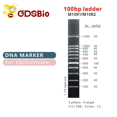 DNA-Marker der Leiter-100bp M1061 (50μg) /M1062 (50μg×5)