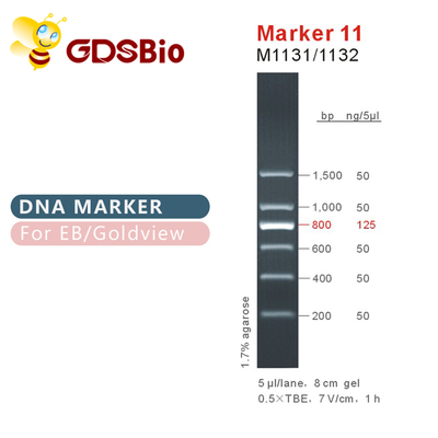 Markierung 11 DNA-Leiter M1131 (50μg) /M1132 (5×50μg)