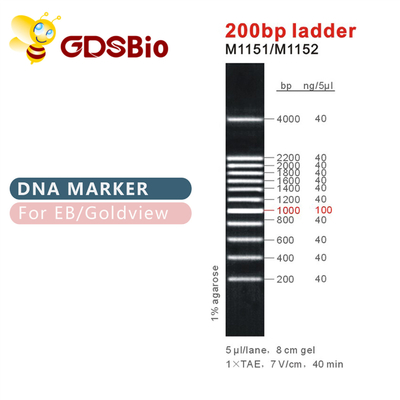 200bp DNA-Marker M1151 (50μg) /M1152 (5×50μg) der Leiter-