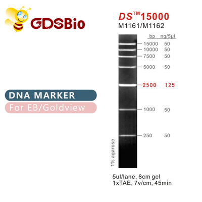 DS15000 Leiter M1161 (50μg) /M1162 (5×50μg) des DNA-Marker-