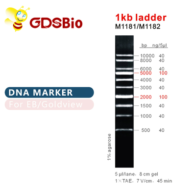 1kb DNA-Marker-Leiter-Gel-Elektrophorese der Leiter-1000bp