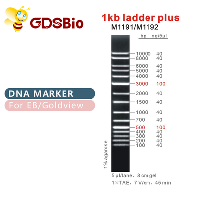 Leiter 1kb plus 1000bp DNA-Marker M1191 (50μg) /M1192 (5×50μg)