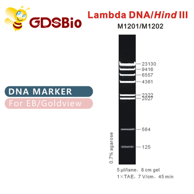 λDNA/HinterⅢdna-marker-Leiter M1201 (50μg) /M1202 (5×50μg)