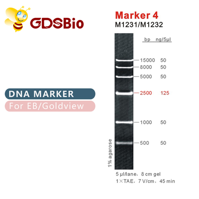Markierung 4 DNA-Leiter M1231 (50μg) /M1232 (5×50μg)