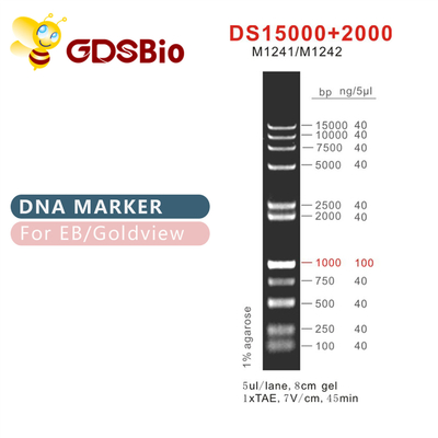 DNA-Marker-Leiter M1241 (50μg) /M1242 (5×50μg) DS 15000+2000
