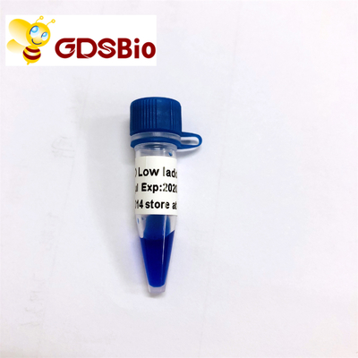 Niedriger Leiter-DNA-Marker LD LM1031 (60 Vorbereitungen) /LM1032 (60 preps×3)