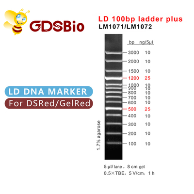 60 Leiter Vorbereitungen LD 100bp plus DNA-Marker-Elektrophorese