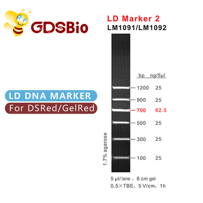Ld-Markierung 2 60 Vorbereitungs-DNA-Marker-Elektrophorese GDSBio