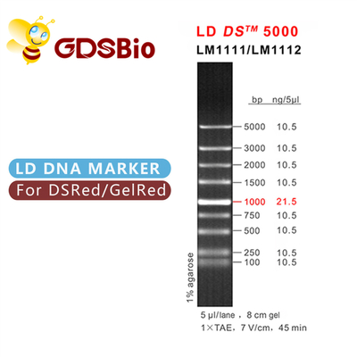 DNA-Marker-Elektrophorese-blauer Auftritt GDSBio LD DS 5000