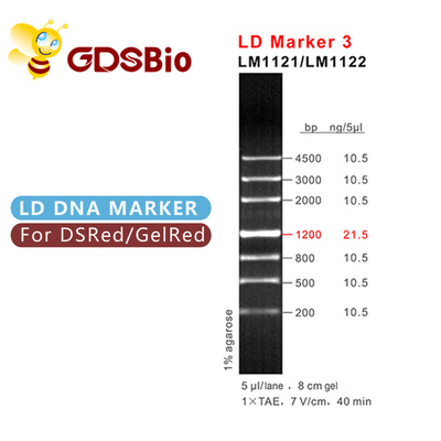 Ld-Markierung 3 DNA-Leiter-Elektrophorese 60 Vorbereitungs-hoher Reinheitsgrad-Reagenzien
