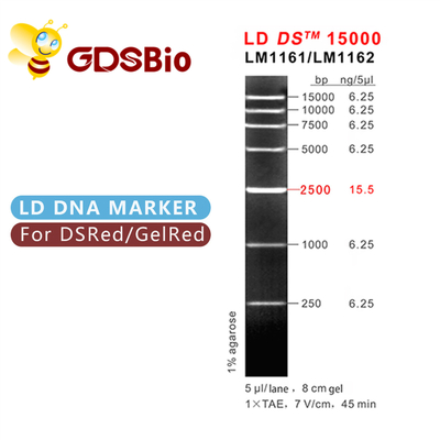 DNA-Marker-Leiter LD DS 15000bp 15kb LM1161 (50 Vorbereitungen) /LM1162 (50 preps×5)