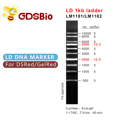 DNA-Marker LD 1kb Leiter-1000bp LM1181 (50 Vorbereitungen) /LM1182 (50 preps×5)