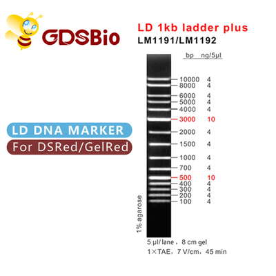 Elektrophorese des DNA-Marker-1000bp, Gel-Elektrophorese 1 Kb-DNA-Leiter