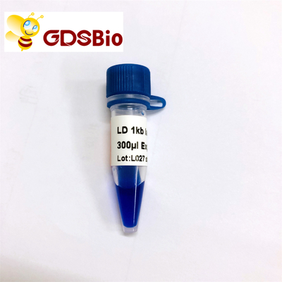 Elektrophorese des DNA-Marker-1000bp, Gel-Elektrophorese 1 Kb-DNA-Leiter