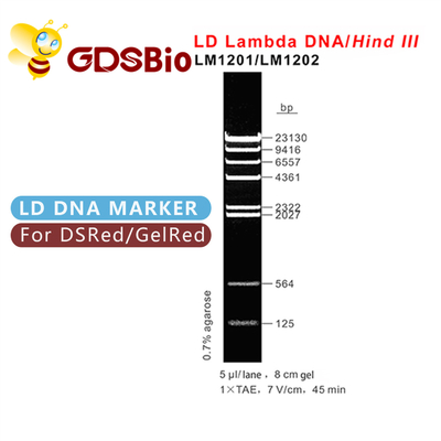 60 Vorbereitungs-DNA-Marker-Elektrophorese-hoher Reinheitsgrad-Reagenzien