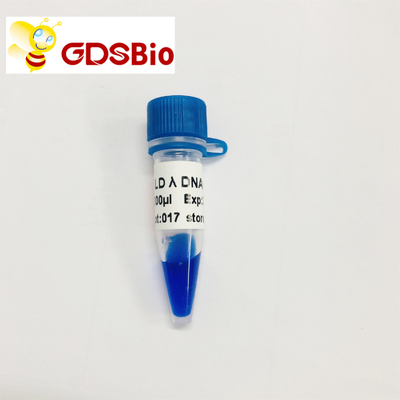 60 Vorbereitungs-DNA-Marker-Elektrophorese-hoher Reinheitsgrad-Reagenzien