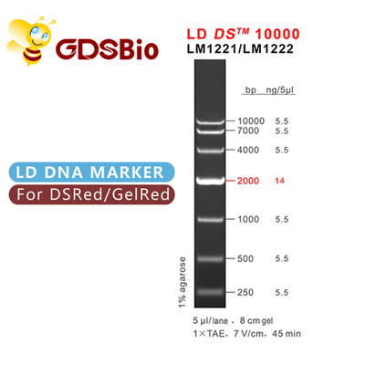 10000bp 10kb DNA-Leiter-Elektrophorese-hoher Reinheitsgrad-Reagenzien