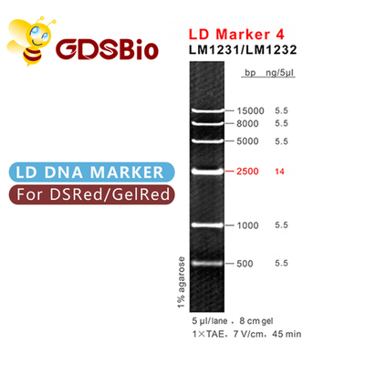 Ld-Markierung 4 DNA-Leiter LM1231 (50 Vorbereitungen) /LM1232 (50 preps×5)