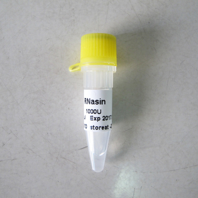 RNase-Hemmnis-in-vitroübertragung R2011 1000U