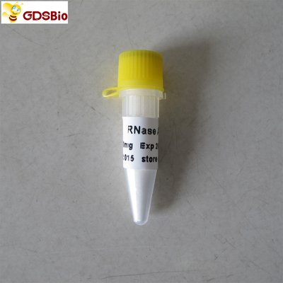 In-vitrodiagnoseprodukt-RNase mg N9046 100 ein Pulver