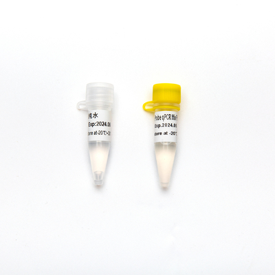 Starkes Mischgut-direktes Multiplexsonde 2× QPCR PCR-Reagens-Mischungs-Plus mit UDG