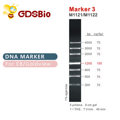 DNA-Marker-Gel-Elektrophorese-blauer Auftritt GDSBio-Markierungs-3