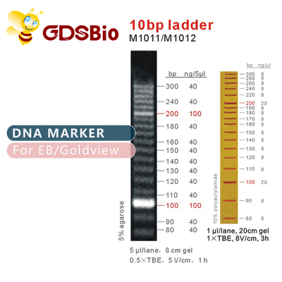 Leiter-Gel-Elektrophorese-hoher Reinheitsgrad-Reagenzien DNA-10bp