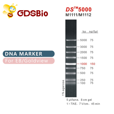 1000bp DS 5000 DNA-Elektrophorese-Markierung, DNA-Leiter für RNS Gel