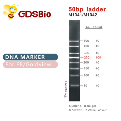 DNA-Marker-Elektrophorese-hoher Reinheitsgrad-Reagenzien 50bp 50ug
