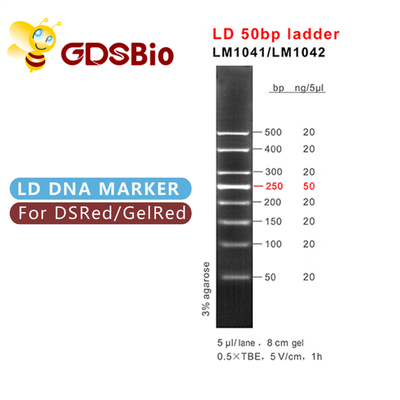 Gel-Elektrophorese-Markierungs-Leiter GDSBio DNA-50bp