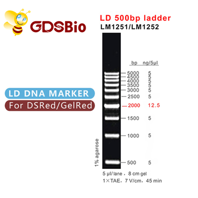 500bp LD DNA-Leiter-Gel-Elektrophorese 60 Vorbereitungen