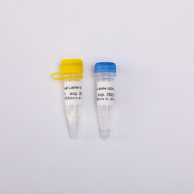 Hitzelabiles Antienzym-Molekularbiologie der verschmutzungs-UDG für QPCR R5001 1 U/μL